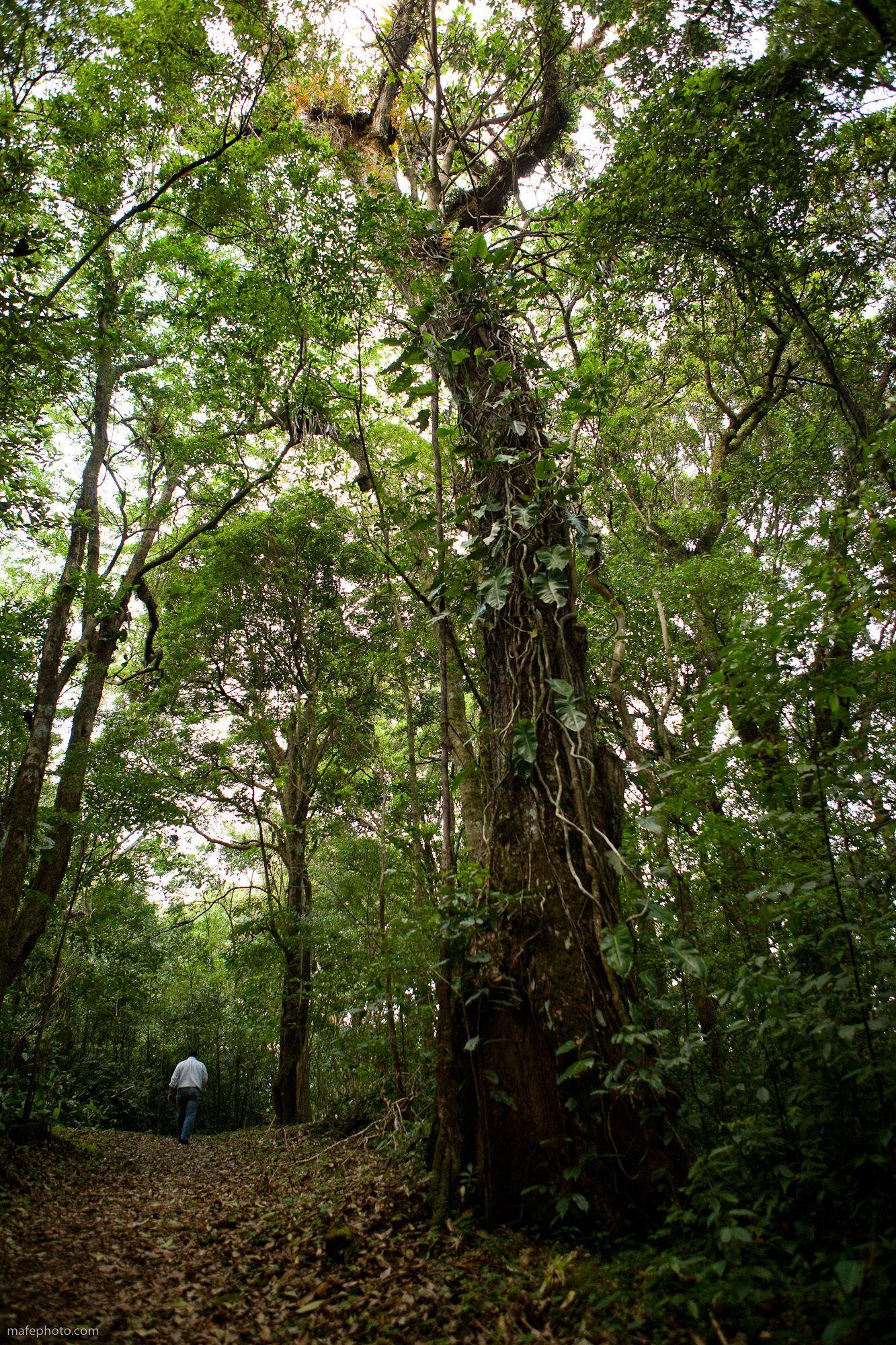 Lerida Coffee Plantation And Boutique Hotel Boquete
